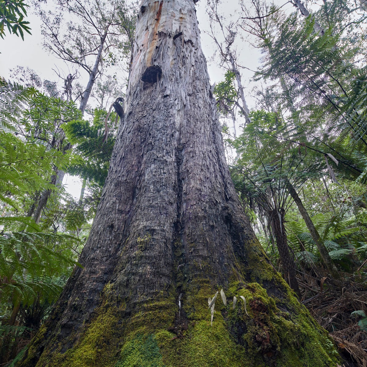 Logging Of Old Growth Forests Should Stop Victorian Environment Department Says Logging And Land Clearing The Guardian