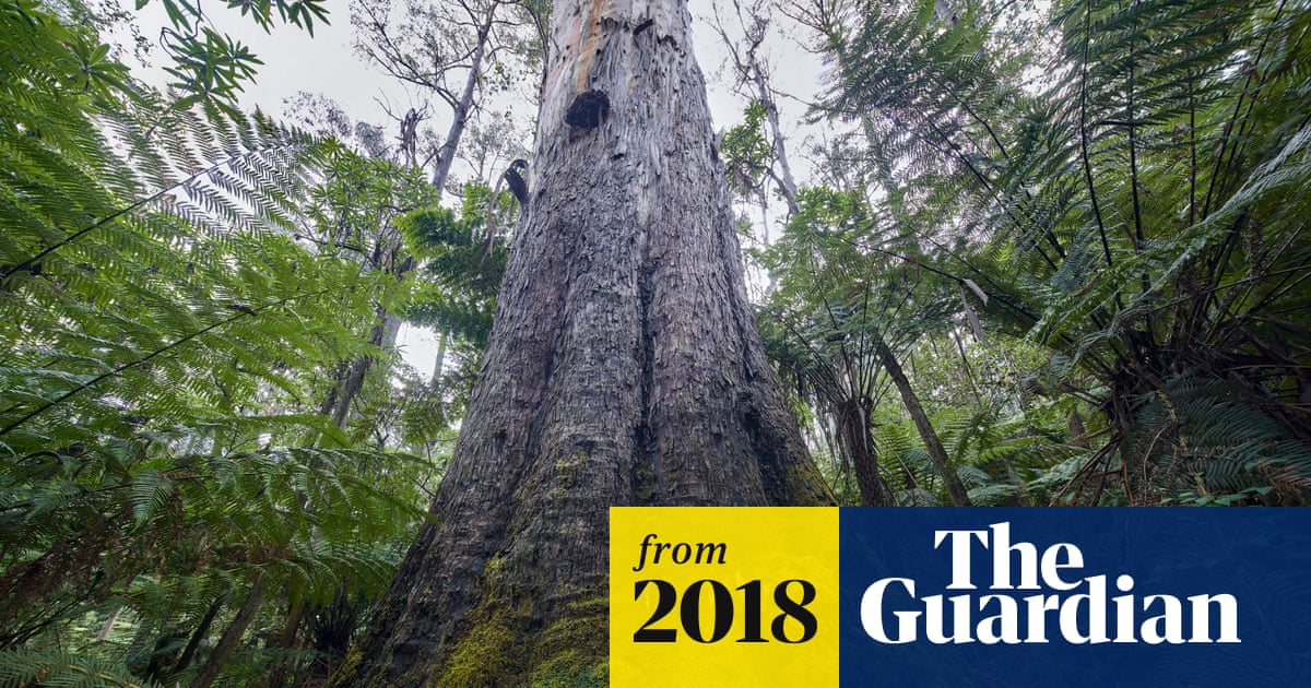 Logging of old-growth forests should stop, Victorian environment department says