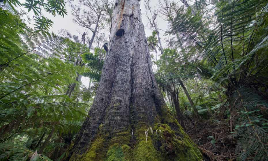 A new agreement would protect “large old trees” of the Kuark forest of East Gippsland, but leave Victoria’s Central Highlands vulnerable to logging