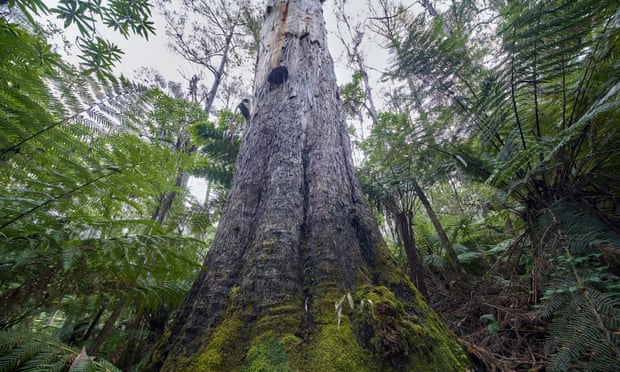 Injunction stops logging of old-growth in part of East Gippsland’s Kuark forest.