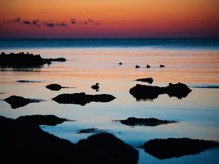 Silhouettes of birds a sunset