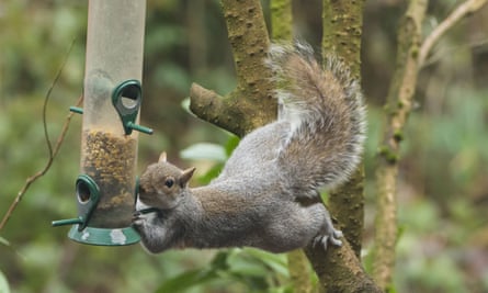 grey squirrel at bird feeder