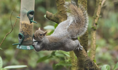 A grey squirrel tackles a garden birdfeeder