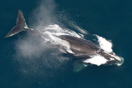 An aerial view of a whale cresting water.