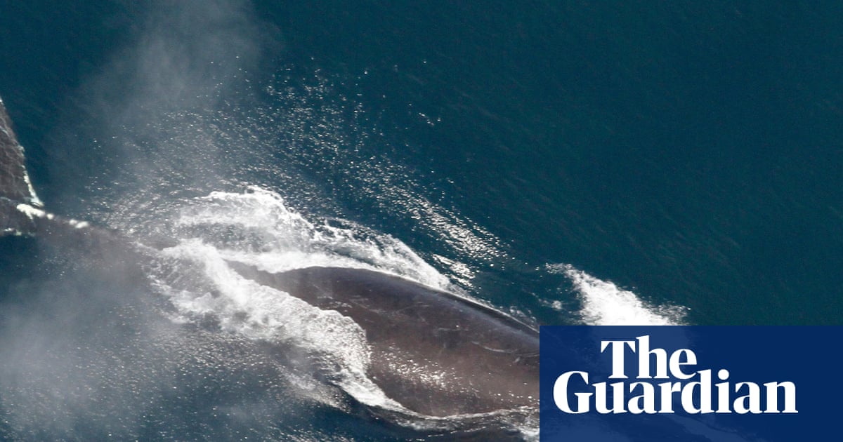 Scientists say North Atlantic right whale population slowly increasing