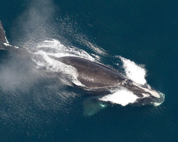 North Atlantic Right Whale Population Shows Signs of Recovery