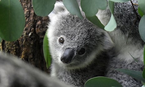 A koala