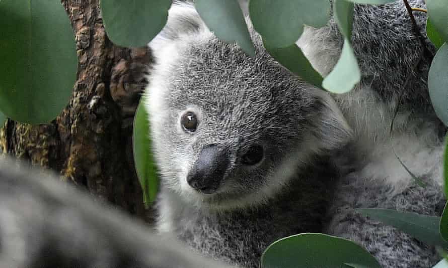 A young koala, called a Joey (I knew that one)