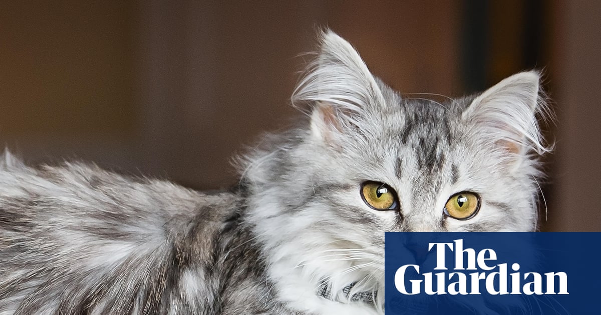 Lustrous locks can come at a price for your cat | Letter