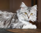 Lustrous locks can come at a price for your cat | Letter