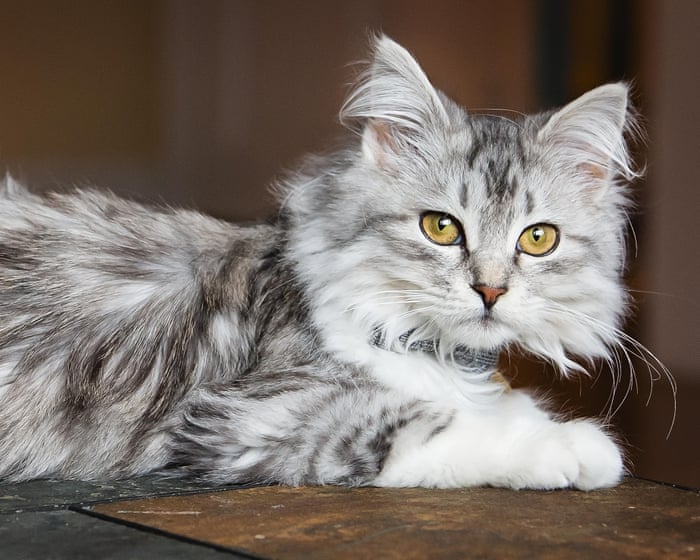 Image accompanying the story: Lustrous locks can come at a price for your cat | Letter