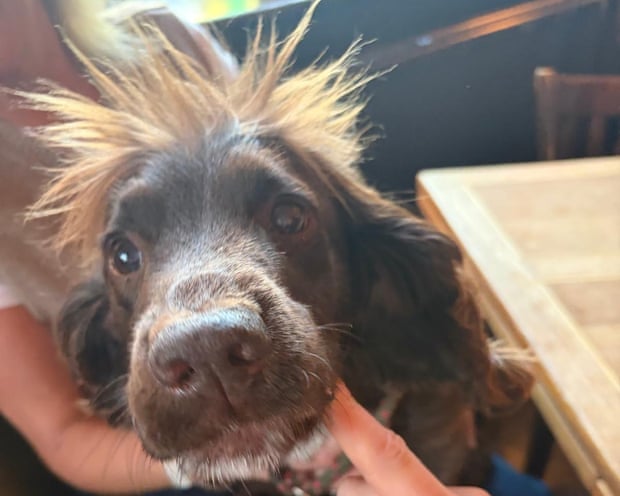 A dog called Spanner in Crouch End