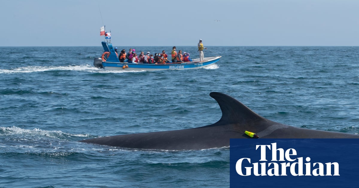 It's like putting a whale in a blender': the rise of deadly ship collisions in Chile