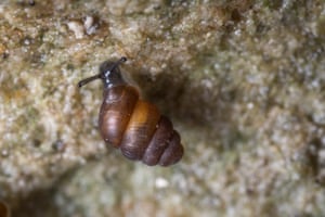 A bluff vertigo snail crawls across rock
