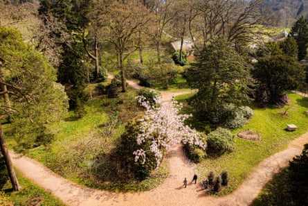 An overhead shot of a magnolia in bloom surrounded by several other trees in leaf