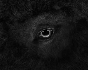 Close up of an animals eye