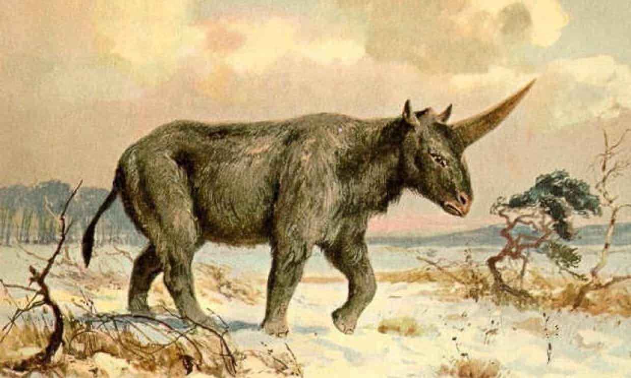 siberian unicorn