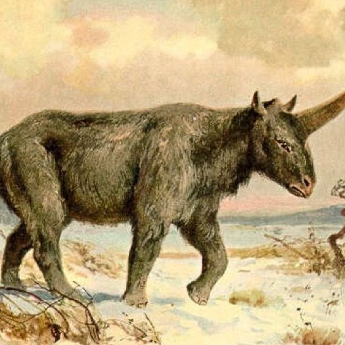 Extinct 'Siberian unicorn' may have lived alongside humans, fossil suggests  | Fossils | The Guardian