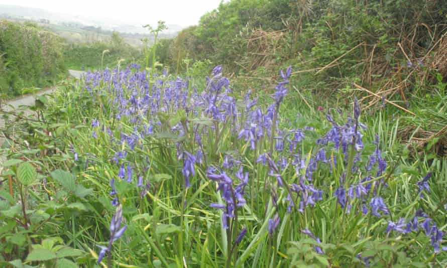 Bluebells on Summers Lane, Tamar valley.