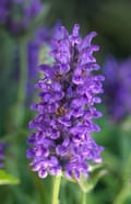 Catmint plant.