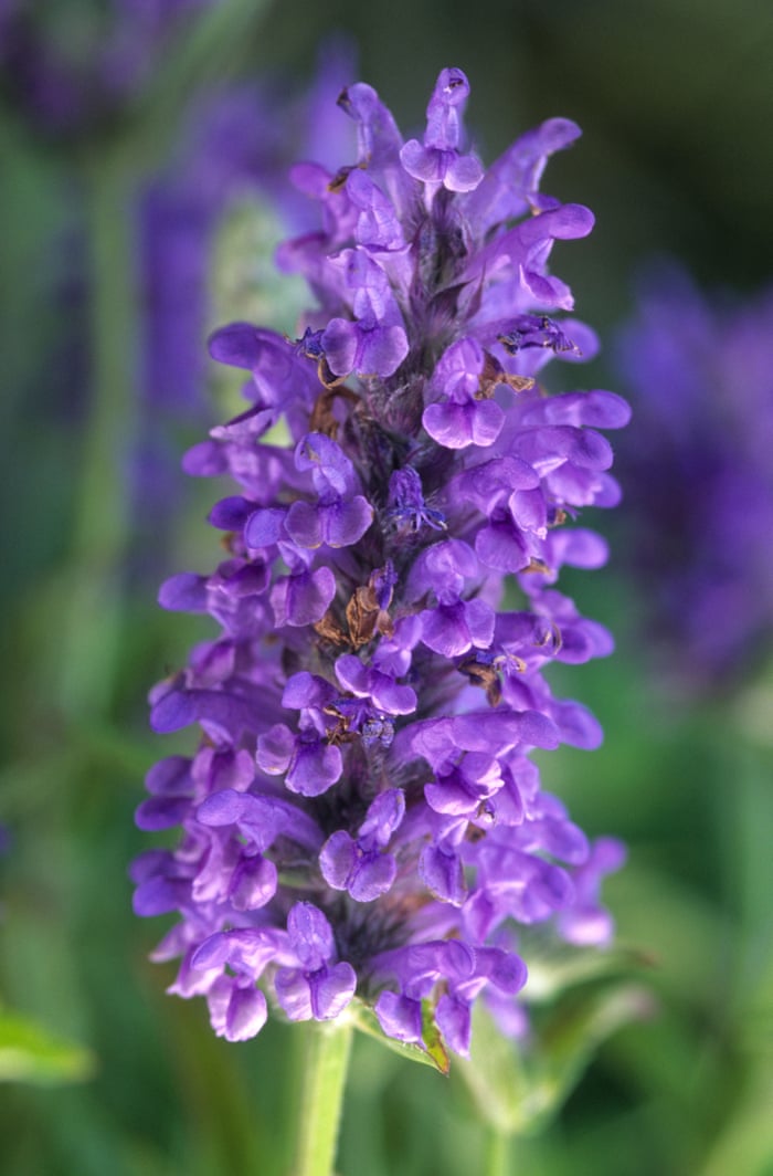 A Bulbous Flowering Plant Crossword Clue Best Flower Site A Bulbous Flowering Plant Crossword Clue Best Flower Site