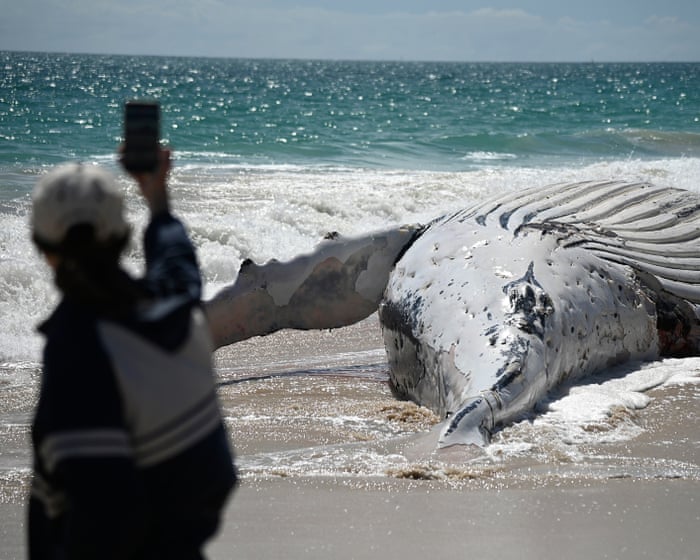 Perth beach closed after dead whale washes ashore, attracting sharks