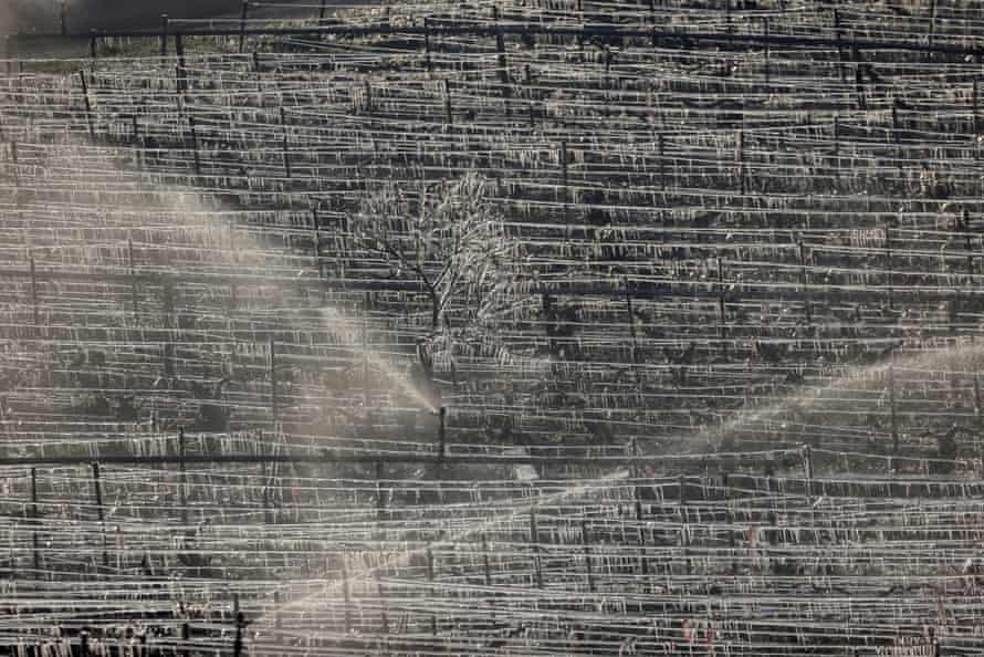 Water being sprayed to protect vineyards from frost damage outside Chablis in Burgundy, France, in April.