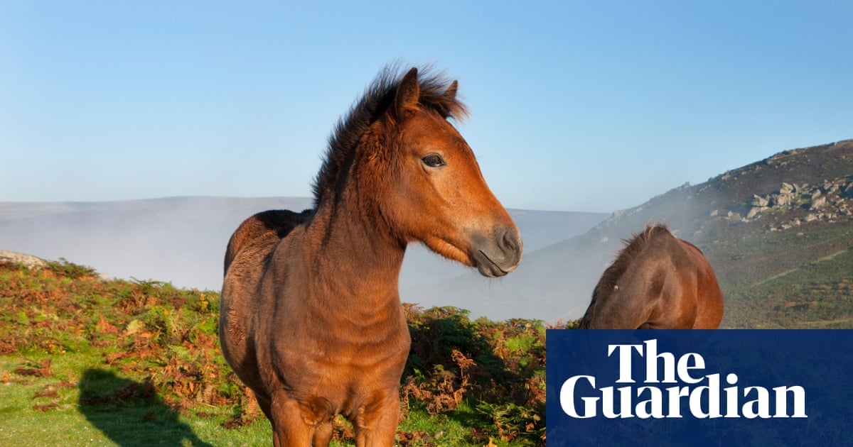 Dartmoor potential pony cull prompts urgent call for livestock rule change | Dartmoor Dartmoor potential pony cull prompts urgent call for livestock rule change | Dartmoor
