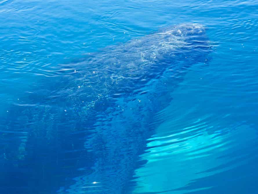A humpback whale in Exmouth Gulf