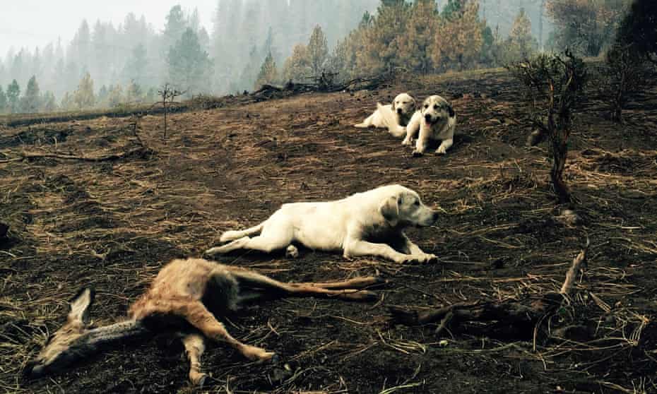 A sheep dog and her two pups protect a dead fawn, killed when fire swept through Kamiah, Idaho. The group of fires near Kamiah, in northern Idaho, has destroyed more than 40 homes.