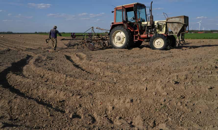 A farmer digs rows for potatoes in parched soil near Luckau, Germany.