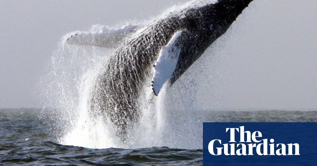 Irish whale-watching company ends tours on south Atlantic coast and blames overfishing