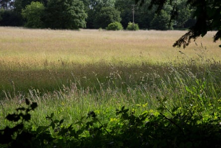 Um grande campo de feno com árvores ao longe