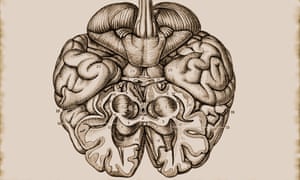 Illustration of the cerebrum brain hemisphere