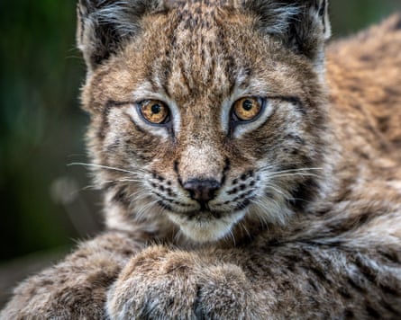 A four-month-old Lynx kitten exploring its home in the Bear Wood exhibit at the Wild Place Project in Bristol.