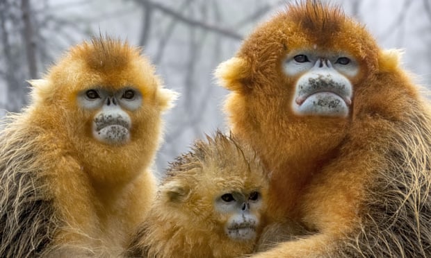 Golden snub-nosed monkeys, central China, filmed for A Perfect Planet.