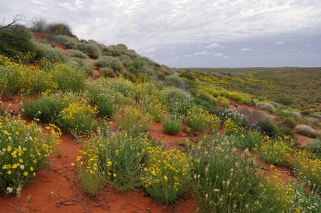 A sea of dunes and an ocean of wildflowers—along the rig road at Simpson Desert.