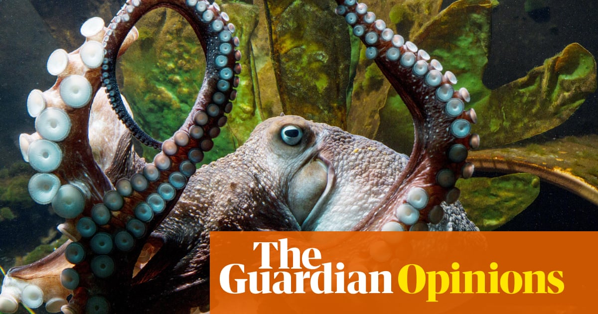 do you care about animals then you really shouldn t eat octopus