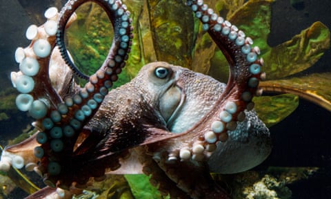 'Inky' the octopus, which escaped from the National Aquarium in New Zealand in 2016 via a drainpipe.