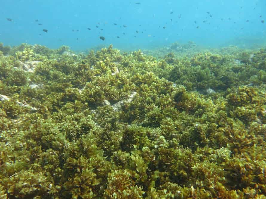 Um recife de coral dominado por algas nas Seychelles