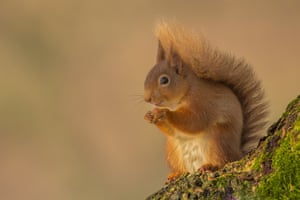 Um esquilo vermelho na Escócia. A campanha para salvar a população do país garantiu um financiamento adicional de £ 1,1 milhão