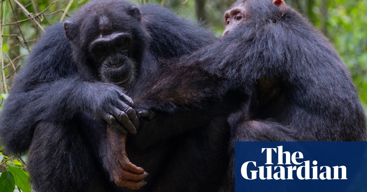 Chimpanzees use leaves to wipe bums and clean up after sex, study finds