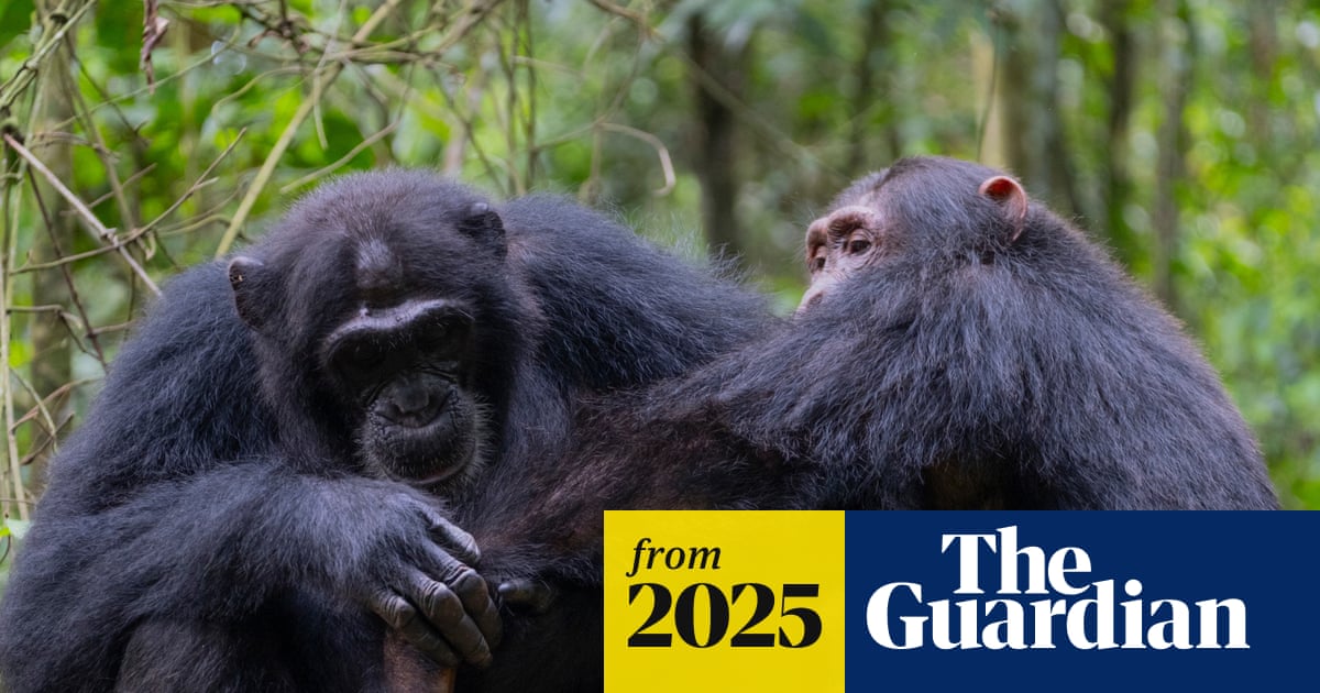 Chimpanzees use leaves to wipe bums and clean up after sex, study finds