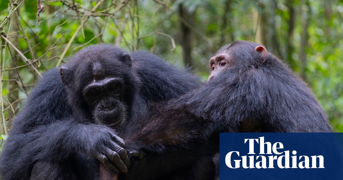 Chimpanzees use leaves to wipe bums and clean up after sex, study finds