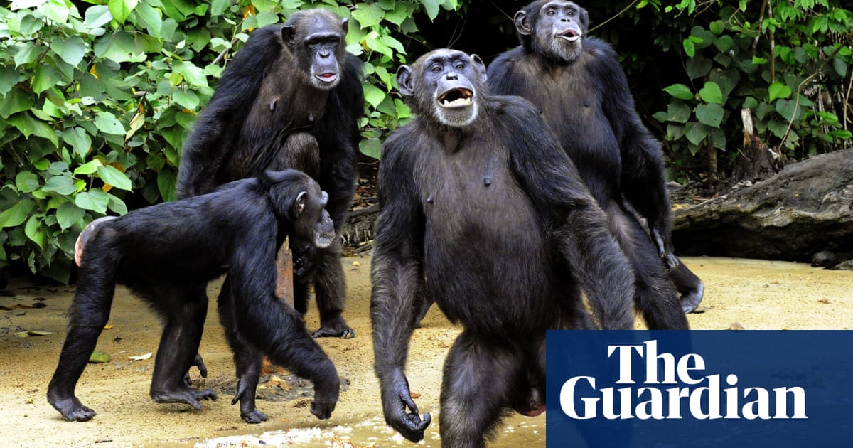 Chimps go ape for cinema: is this the beginning of the end for mankind?