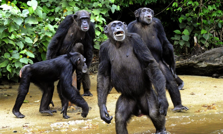 A chimpanzees colony in Liberia.