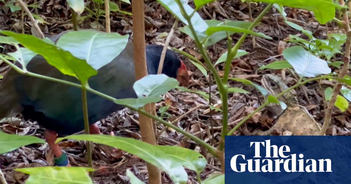 Endangered New Zealand bird caught fighting at risk' reptile in rare footage