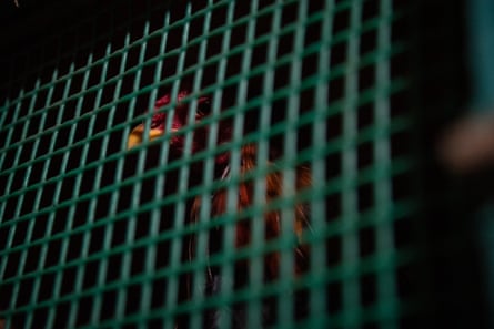 A rooster looks through the bars of his green cage
