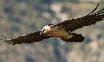 Lucky skiers get to see lammergeiers soaring above them.