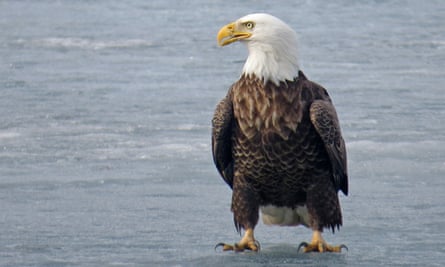 A bald eagle stands on a frozen lake in Luck, Wisconsin, in March 2021.